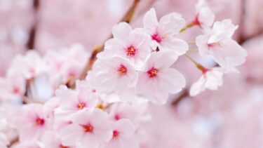 【お花見特集】鎌倉の桜の名所やおすすめ時期などを紹介！